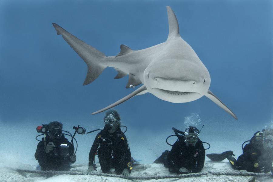 playa-del-carmen-diving-with-sharks