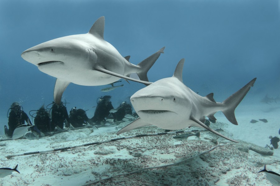 Playa del Carmen Bull Shark Dive Pic 2