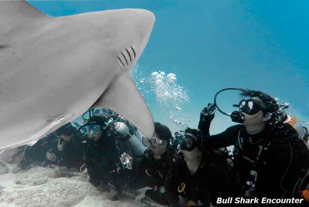 Playa-del-carmen-shark-dive