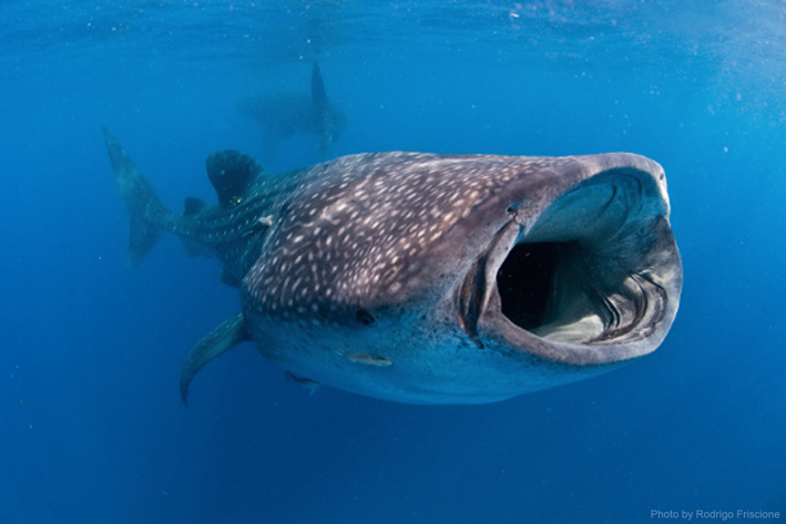 The large and majestic whale shark is a sight to be remembered