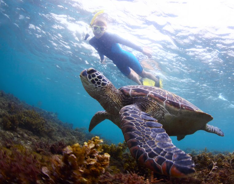 snorkeler watching a sea turtle