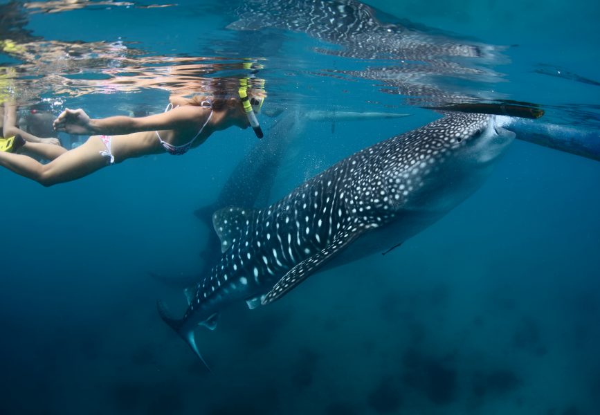 lady snorkeling with whale shark
