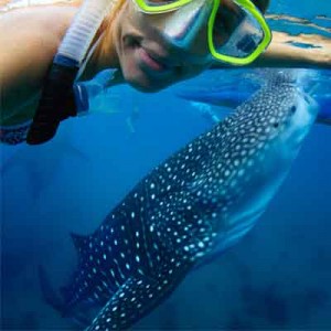 whale-shark-snorkeling-tulum