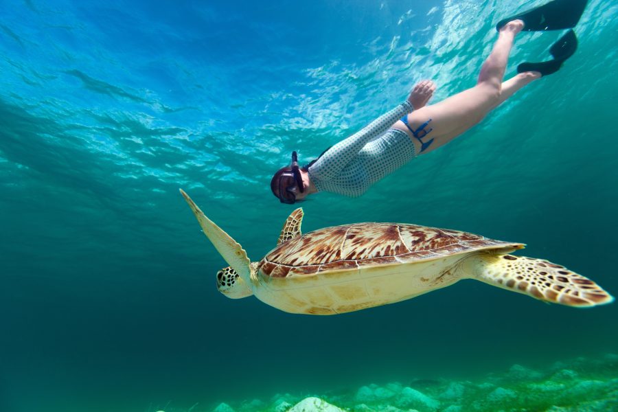 woman snorkeling and swimming with turtle