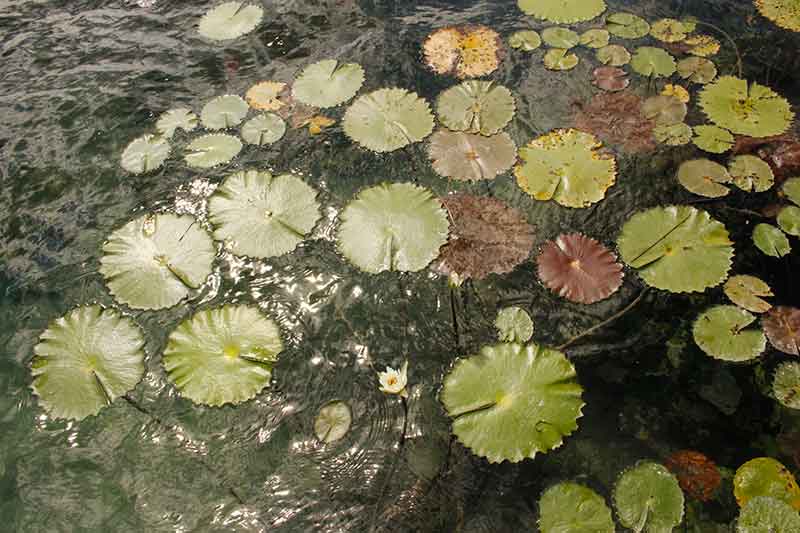 bacalar-lily-pads