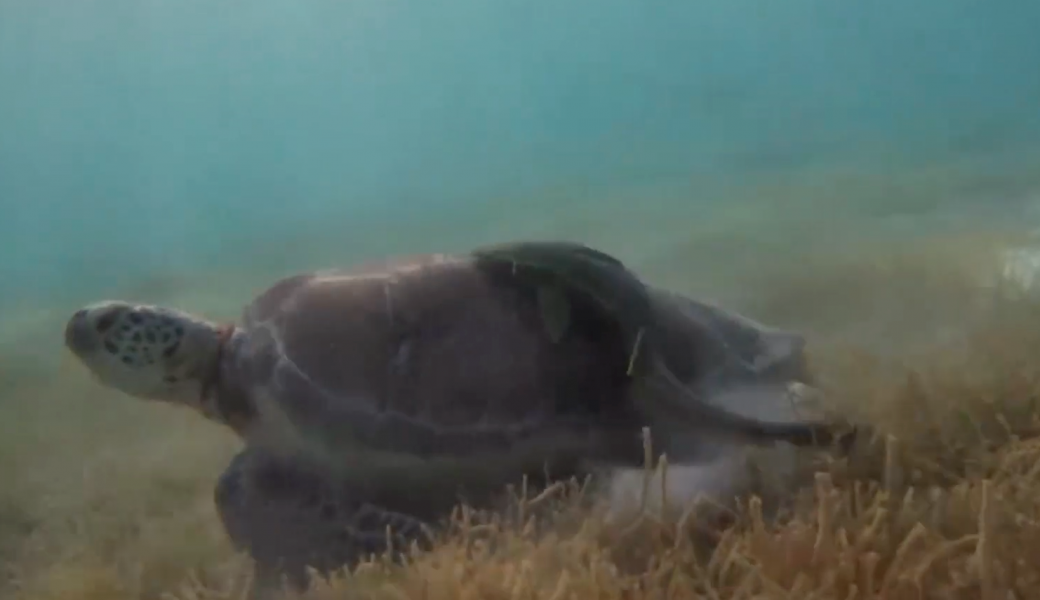 Snorkeling-turtle-tulum