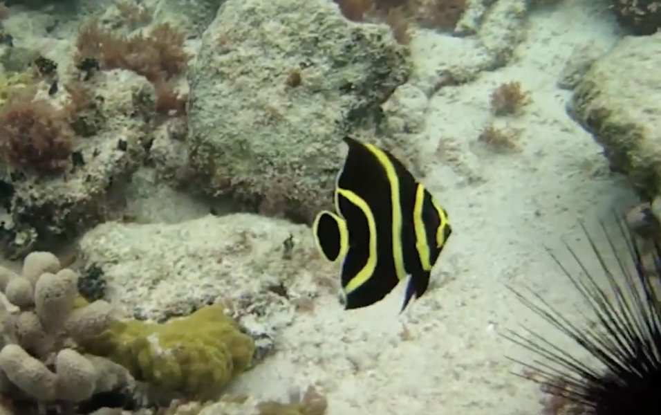 snorkeling-black-yellow-fish